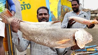 விற்பனைக்கு வந்த ஒரே ஒரு தங்கமீன் 35000 வித்துச்சிGHOL FISH AUCTION IN HORBOUR [upl. by Aicened]