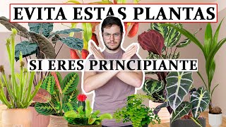 TOP 8 plantas de interior no aptas para principiantes [upl. by Erika]