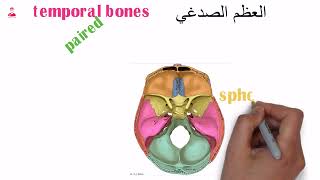 المختصر المفيد عظام الصدغ  temporal bones [upl. by Azer]