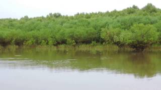 Mangrove Forest CoringaKorangiEast GodavariAndhra Pradesh [upl. by Auliffe237]