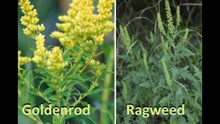 Goldenrod Vs Ragweed  Whats the difference [upl. by Farwell971]