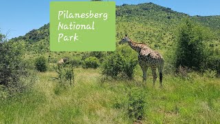 Pilanesberg National Park  Day Tour 2019 [upl. by Riatsila]