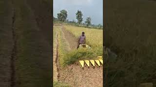 power reaper gehu dhan कटिंग brushcutter kisankraft farming millpower farmer thresher reaper [upl. by Madora]