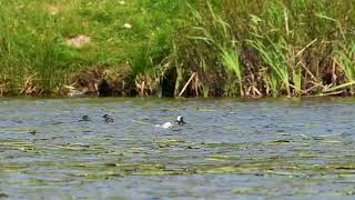 Feeding Time Piedbilled Grebe [upl. by Sutherlan]