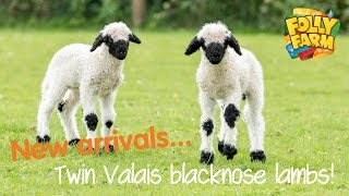 Twin Valais blacknose lambs [upl. by Araec390]