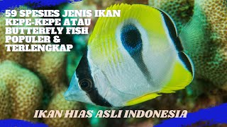 59 Spesies Jenis ikan KepeKepe atau Butterfly Fish  Populer amp Terlengkap Ikan Hias Asli Indonesia [upl. by Annauqaj]