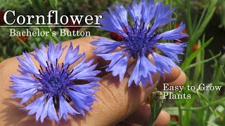 CornFlower  Bachelors Button How to Grow This Beautiful Winter Flowering Plants centaurea flower [upl. by Ytomit]