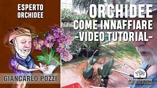 Concimare le orchidee video pratico sulla coltivazione in casa [upl. by Irreg]