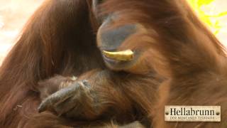 OrangUtanBaby im Tierpark Hellabrunn [upl. by Ely112]