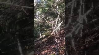 Älgjakt och fullt ståndskall🌳⛰️❤️ moose hunter hunt jakt älg jägare movie jofih [upl. by Adia]