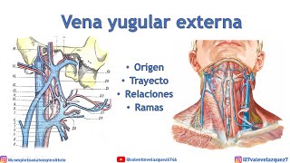 VENA YUGULAR EXTERNA  Orígen terminación relaciones válvulas [upl. by Wyatt357]