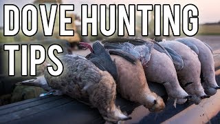 Dove Hunting Tips [upl. by Frayda]