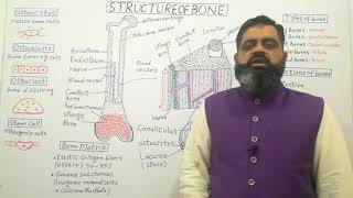 Structure of Bone Urdu Hindi medium profmasoodfuzail Types of Bones  Anatomy of Bone [upl. by Jarek692]