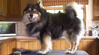 Dog Breed Video Finnish Lapphund [upl. by Ignacio]