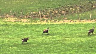 Chamois ivres ils pètent les plombs [upl. by Inaflahk]