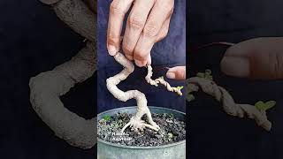 bonsai garden diy [upl. by Mathian]