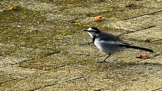 コケるハクセキレイ Motacilla alba lugens [upl. by Oirifrop]