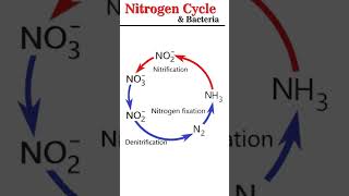 Nitrogen Cycle amp Bacteria microbiology [upl. by Htbazile]