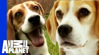 The Beloved Hound The Beagle  Dogs 101 [upl. by Eyanaj897]