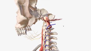 Vertebral Artery  Anatomy Branches amp Relations [upl. by Eikcir]