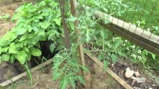 Identifying Tomato Leaf Distortions and Herbicide Damage  The Rusted Garden 2103 [upl. by Leahciam]