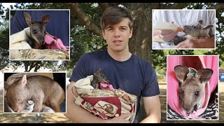 Rescued Animals From Australias Bushfires 20192020 [upl. by Mirabel]