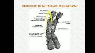 Structure of Mitotic Metaphase chromosome [upl. by Elsie]