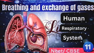 Breathing and exchange of gases class 11th BiologyNeet NCERT CBSE [upl. by Anafetse]