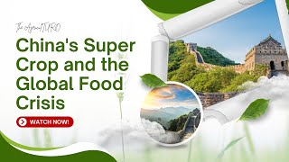 Chinas Super Crop and the Global Food Crisis [upl. by Alitta]