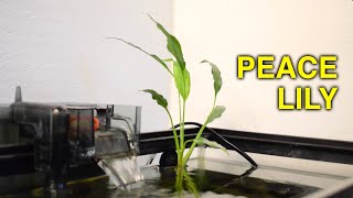 Peace Lily Aquarium and Adding Water Lily Bulbs to Indoor Pond [upl. by Dibbell935]