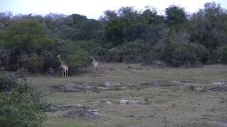 Africam  Tembe Live Stream [upl. by Rici]