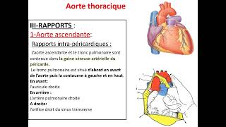 Anatomie de laorte [upl. by Enilraep]