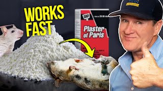 Killing Rats at Home with Plaster and Baking Soda  This works FAST [upl. by Tommi260]