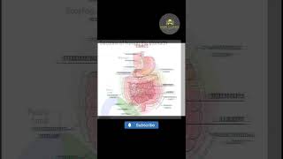 Stomach Anatomy learn online biology shorts [upl. by Yadsnil897]