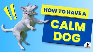 How to calm a dog 3 ways to help hyper and over excited dogs relax [upl. by Okajima]