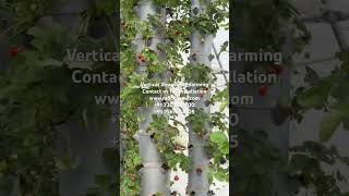 vertical strawberry verticalfarming hydroponics aerotower aeroponics [upl. by Ciredor]