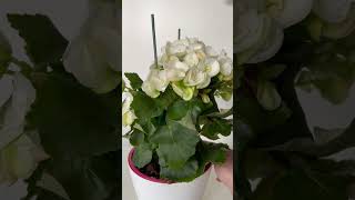 Begonia Wax in Full Bloom Lovely White Flowers 🤍 shorts [upl. by Otrebmal]