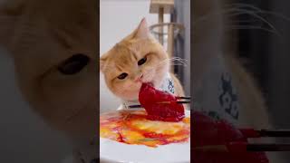 Asmr cat food  asmr sond asmr cat catfood cute cutecatsounds pets catseating animals [upl. by Siloam]