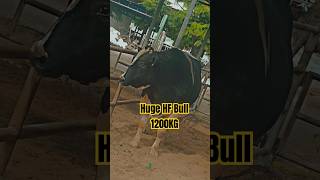 1200kg Huge Holstein Friesian Bull 🐂 ♉ bull hfbull animals huge viralshorts [upl. by Hutt578]