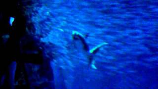 Great white shark RARE behavior  Monterey bay aquarium [upl. by Einreb]