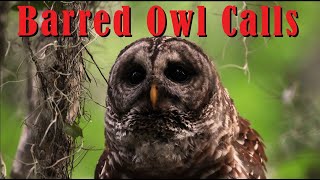 Natures Best Sounds  Barred Owls Hooting [upl. by Rosalia]