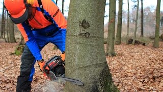 Baum fällen  sicher und richtig Teil 1 Grundlagen [upl. by Kurys43]