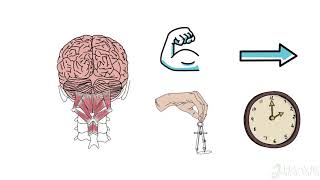 Spinal function [upl. by Eilyah]