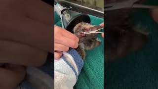 Cuterebra in a kitten  Veterinary Video [upl. by Lavina571]