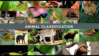 Animal Classification omnivores herbivores carnivores [upl. by Eislel187]