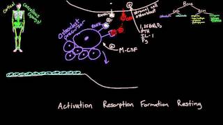 Bone Remodeling [upl. by Kalasky746]