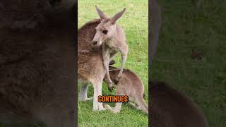 What are baby kangaroos called shorts animals animalkingdom australia kangaroo joey [upl. by Ainitsirk]