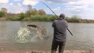 Pecanje soma bele ribe i šarana na Zapadnoj Moravi kod Kraljeva FULL VIDEO Fishing catfish on river [upl. by Yerac]