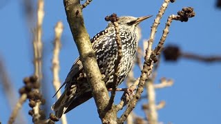 Ptice Hrvatske  Čvorak Sturnus vulgaris Birds of Croatia  Starling 1010 [upl. by Leirbag]