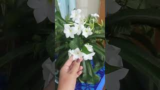 Blooming Beauty White Plumeria Blossoms on My Veranda নাগচম্পা youtubeshorts shortvideo [upl. by Diarmuid]